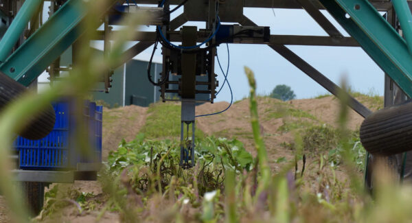 HepcoMotion - 수확 로봇의 사용으로 그린 아스파라거스의 가격을 낮출 수 있습니다